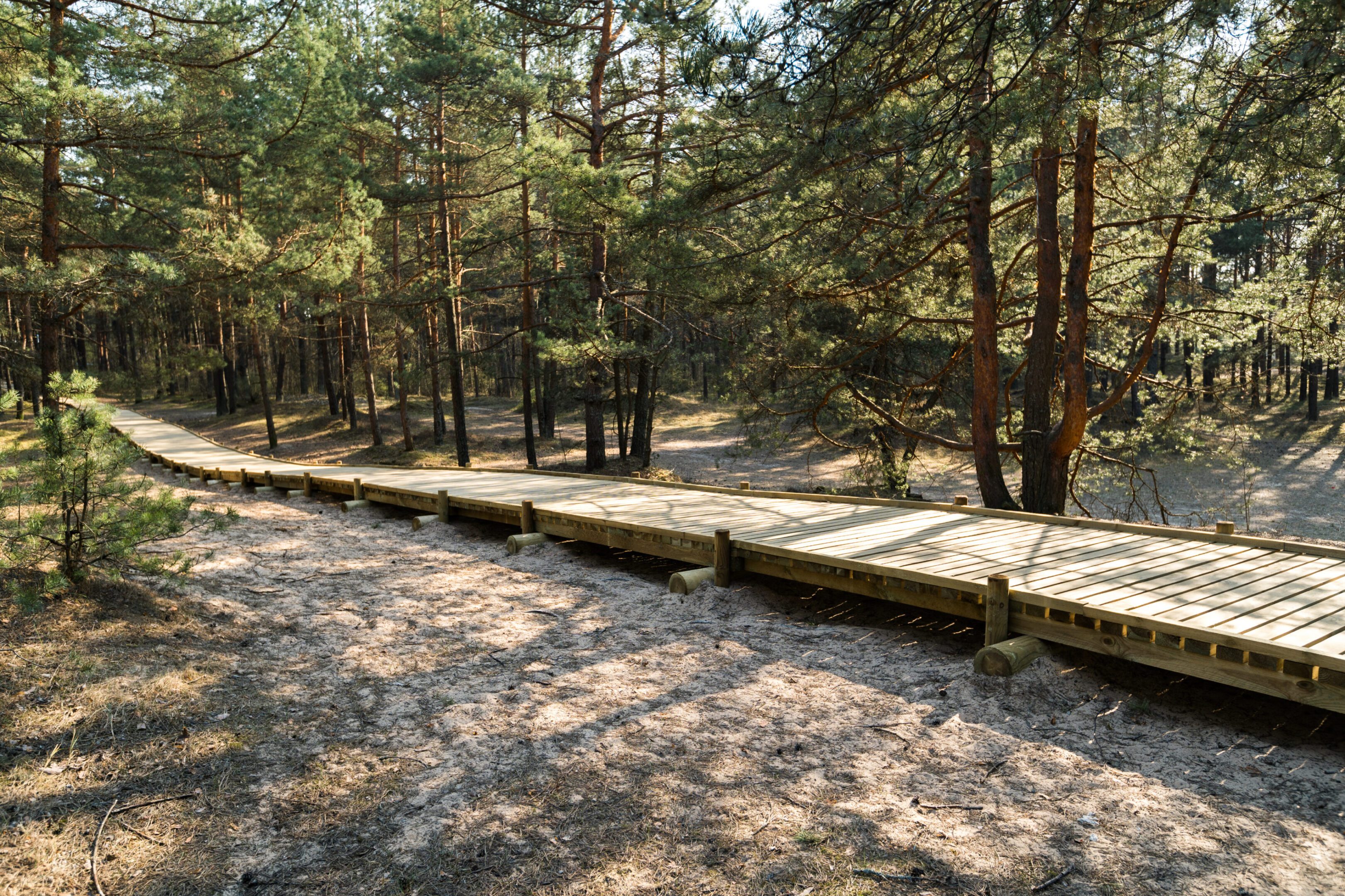 Wooden path through forest